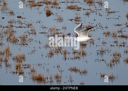 Schwarzkopfmöwe im nicht brütenden Gefieder, die über einem Sumpfgebiet im Frampton Marsh RSPB Reserve Lincolnshire fliegt Stockfoto