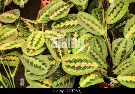 Bunte Maranta Leuconera Pflanzen im Garten Stockfoto