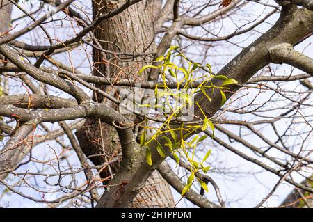 European (Common) Mistletoe, Viscum Album, auf Linde in Gmunden, Salzkammergut, Oberösterreich, 21. Februar 2022. (CTK Photo/Libor Sojka) Stockfoto