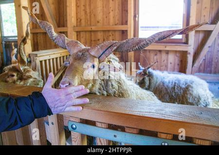 The Racka Hungarian, Hortobagy Racka Sheep, Ovis aries, in Cumberland Wildpark in Grunau im Almtal, Oberösterreich, 23. Februar 2022. (CTK Photo/Libo Stockfoto