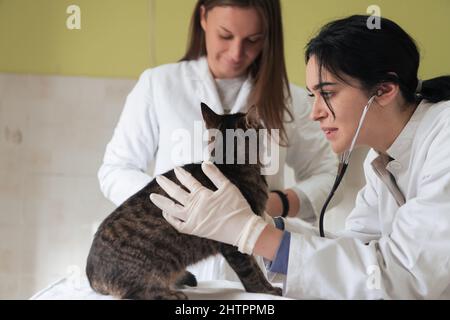 Veterinärteam für die Behandlung von kranken Katzen, Pflege Tiergesundheitskonzept, Tierklinik Stockfoto