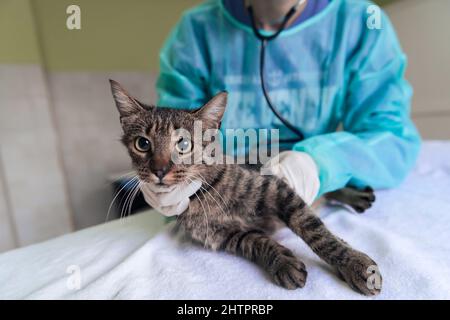 Veterinärteam für die Behandlung von kranken Katzen, Pflege Tiergesundheitskonzept, Tierklinik Stockfoto