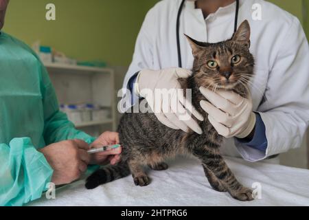 Veterinärteam für die Behandlung von kranken Katzen, Pflege Tiergesundheitskonzept, Tierklinik Stockfoto