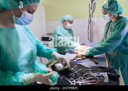 Echte Bauchoperation an einer Katze in einem Krankenhaus Stockfoto