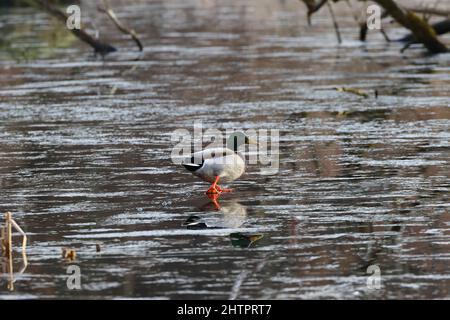 Mallard bei einem Spaziergang auf einem gefrorenen Teich im Winter, County Durham, England, Großbritannien. Stockfoto