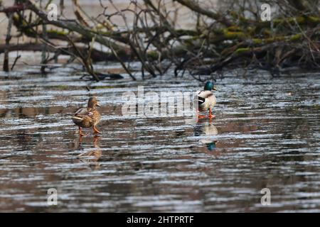 Weibliche und männliche Stockenten, die im Winter über einen gefrorenen Teich wandern. County Durham, England, Großbritannien. Stockfoto