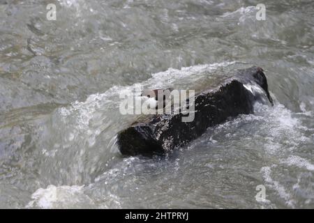 Ein Dipper stand auf einem Felsen in einem Fluss auf der Jagd nach Nahrung, Grafschaft Durham, England, Großbritannien. Stockfoto