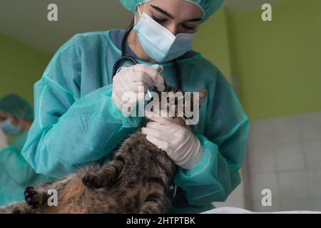 Chirurgen oder Ärztin in der Tierklinik, die eine niedliche kranke Katze für die Operation vorbereitet und Tropfen in die Augen der Katze legt, um sie während der Behandlung zu schützen. Stockfoto