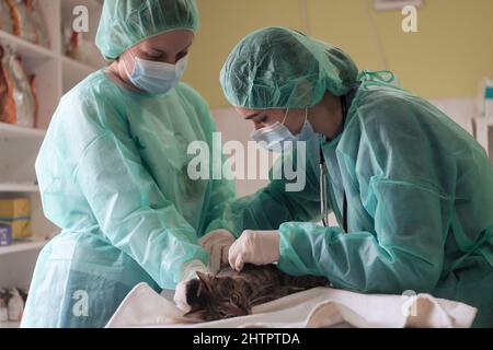 Veterinärteam für die Behandlung von kranken Katzen, Pflege Tiergesundheitskonzept, Tierklinik Stockfoto