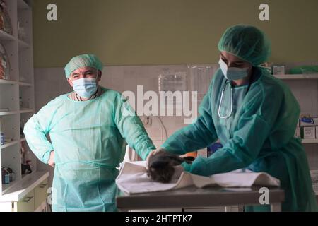 Veterinärteam für die Behandlung von kranken Katzen, Pflege Tiergesundheitskonzept, Tierklinik Stockfoto