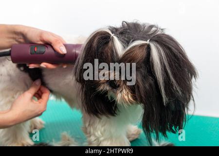 Die Putzerin putzt Shih Tzu im Friseursalon. Pflege und Haarschnitt des Hundefells des Shih-Tzu-Hundes von einer Frau mit Trimmer. Stockfoto