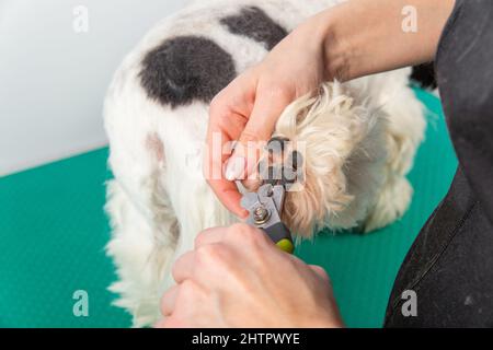 Die Putzerin putzt Shih Tzu im Friseursalon. Pflege und Haarschnitt das Hundepelz der Shih-Tzu-Hunde pfoten von einer Frau mit Trimmer. Stockfoto