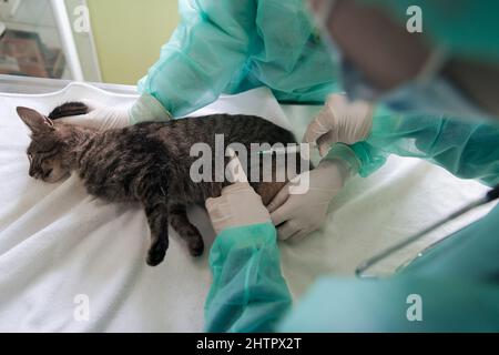 Veterinärteam für die Behandlung von kranken Katzen, Pflege Tiergesundheitskonzept, Tierklinik Stockfoto
