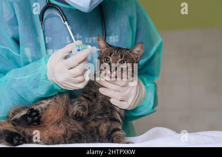 Chirurgen oder Ärztin in der Tierklinik, die eine niedliche kranke Katze für die Operation vorbereitet und Tropfen in die Augen der Katze legt, um sie während der Behandlung zu schützen. Stockfoto