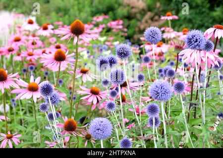 Blaue Echinops Kugeldistel, Echinacea 'Pink Parasol' und Echinacea pallida 'blass purple' in Blüte Stockfoto