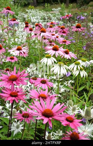 Echinacea 'Pink Parasol' und Echinacea pallida 'blass purple' in Blüte Stockfoto