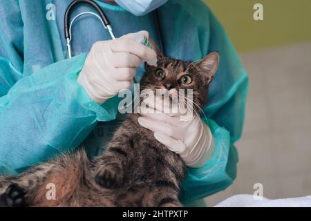 Chirurgen oder Ärztin in der Tierklinik, die eine niedliche kranke Katze für die Operation vorbereitet und Tropfen in die Augen der Katze legt, um sie während der Behandlung zu schützen. Stockfoto