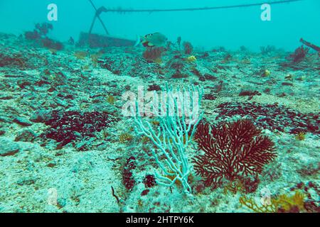 Korallen wachsen auf einem Wrackschiff, dem Kwarcit, einem beliebten Tauchplatz vor der Südwestküste der Insel Sal, Kap Verde. Stockfoto