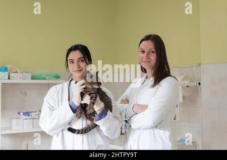 Veterinärteam für die Behandlung von kranken Katzen, Pflege Tiergesundheitskonzept, Tierklinik Stockfoto