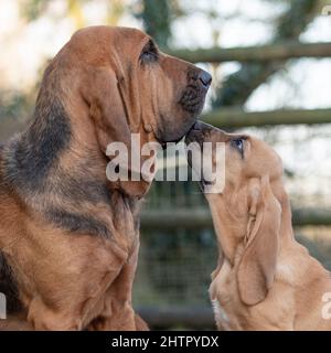 Bloodhound und Welpen Stockfoto