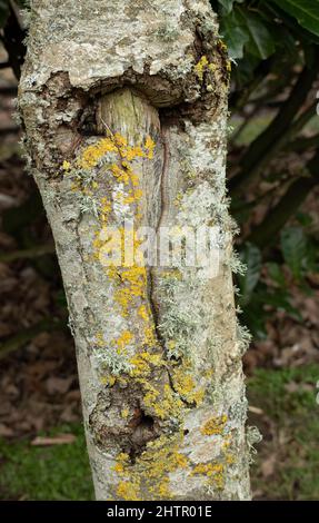 Flechten sind eine symbiotische Beziehung zwischen Pilz und Algen. Sie sind extrem winterhart und wachsen auf einer Vielzahl von Substraten Stockfoto