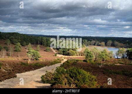 Ein Blick über die Heide an einem sonnigen winterÕs Nachmittag in Surrey, Großbritannien. Stockfoto