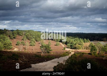 Ein Blick über die Heide an einem sonnigen winterÕs Nachmittag in Surrey, Großbritannien. Stockfoto