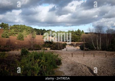 Ein Blick über die Heide an einem sonnigen winterÕs Nachmittag in Surrey, Großbritannien. Stockfoto