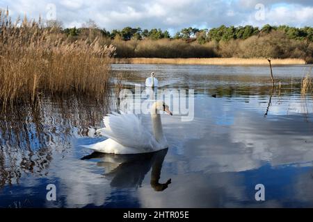 Ein Paar Schwäne auf einem ruhigen See an einem sonnigen winterÕs Nachmittag in Surrey, Großbritannien. Stockfoto