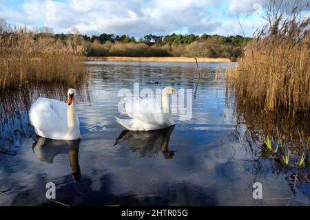 Ein Paar Schwäne auf einem ruhigen See an einem sonnigen winterÕs Nachmittag in Surrey, Großbritannien. Stockfoto