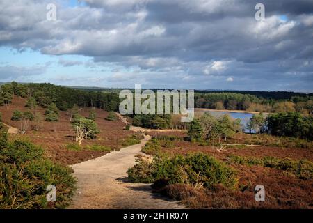 Ein Blick über die Heide an einem sonnigen winterÕs Nachmittag in Surrey, Großbritannien. Stockfoto