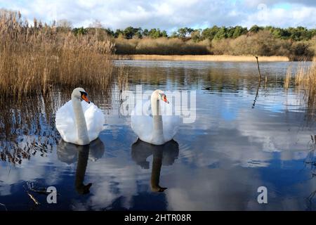 Ein Paar Schwäne auf einem ruhigen See an einem sonnigen winterÕs Nachmittag in Surrey, Großbritannien. Stockfoto