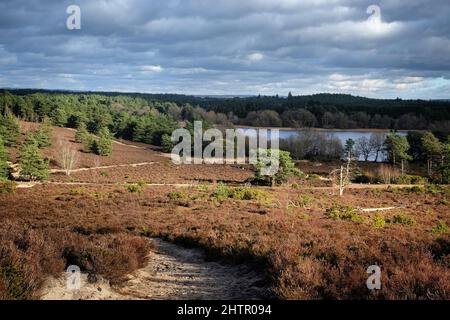 Ein Blick über die Heide an einem sonnigen winterÕs Nachmittag in Surrey, Großbritannien. Stockfoto