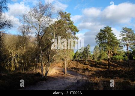 Ein Blick über die Heide an einem sonnigen winterÕs Nachmittag in Surrey, Großbritannien. Stockfoto