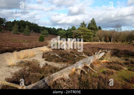 Ein Blick über die Heide an einem sonnigen winterÕs Nachmittag in Surrey, Großbritannien. Stockfoto