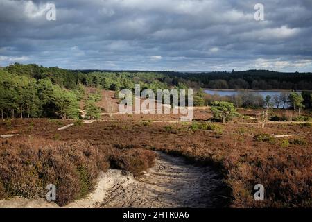 Ein Blick über die Heide an einem sonnigen winterÕs Nachmittag in Surrey, Großbritannien. Stockfoto