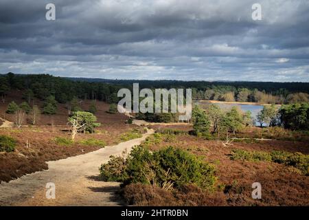 Ein Blick über die Heide an einem sonnigen winterÕs Nachmittag in Surrey, Großbritannien. Stockfoto