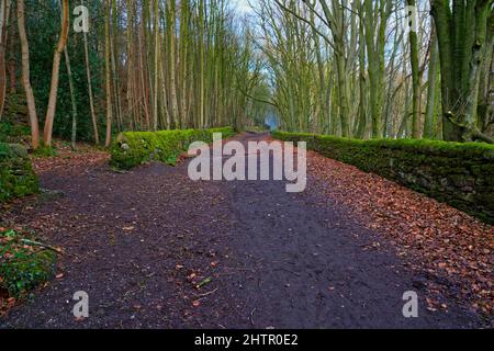 Schlammiger Fußweg auf einem steilen Hang zwischen Steinmauern und Aschenbäumen auf dem High Peak Trail in der Nähe von Cromford, Derbyshire. Stockfoto