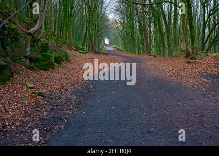 Schlammiger Weg zwischen den Bäumen auf die 1 in 9 Schafweide Steigung. Eine stillgelegt Bahnlinie auf dem High Peak Trail. Stockfoto