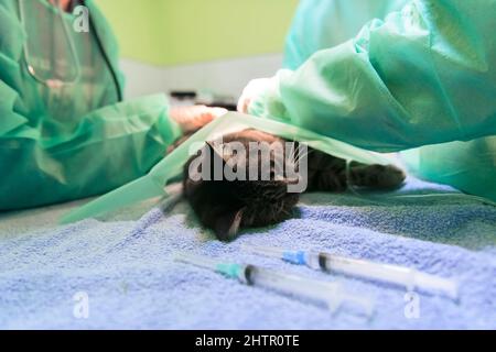 Echte Bauchoperation an einer Katze in einem Krankenhaus Stockfoto