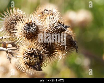 Eine Nahaufnahme eines Klumpen von spitzen, strukturierten Graten, beleuchtet durch helles, scharfes Herbstsonnenlicht, vor einem defokussierten Hintergrund von Grün. Stockfoto