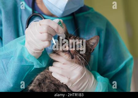 Chirurgen oder Ärztin in der Tierklinik, die eine niedliche kranke Katze für die Operation vorbereitet und Tropfen in die Augen der Katze legt, um sie während der Behandlung zu schützen. Stockfoto