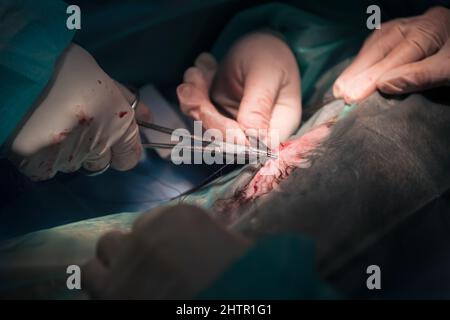 Ein Chirurg und ein Tierarzt führen in einem Tierkrankenhaus Kastration oder Sterilisation an einer Katze durch. Stockfoto