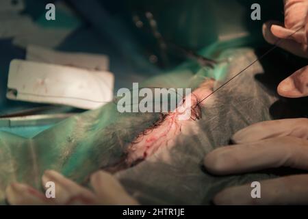 Ein Chirurg und ein Tierarzt führen in einem Tierkrankenhaus Kastration oder Sterilisation an einer Katze durch. Stockfoto