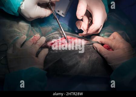 Ein Chirurg und ein Tierarzt führen in einem Tierkrankenhaus Kastration oder Sterilisation an einer Katze durch. Stockfoto