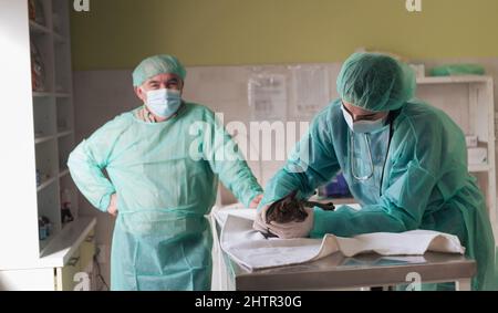 Veterinärteam für die Behandlung von kranken Katzen, Pflege Tiergesundheitskonzept, Tierklinik Stockfoto