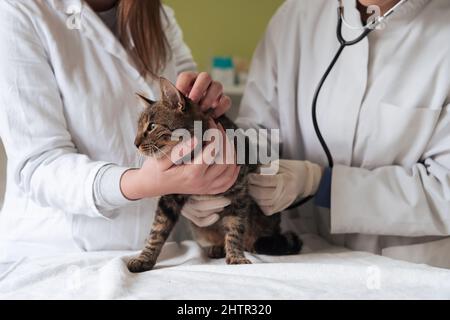Veterinärteam für die Behandlung von kranken Katzen, Pflege Tiergesundheitskonzept, Tierklinik Stockfoto