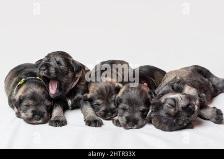 Fünf schlafende neugeborene Miniatur-Schnauzer-Welpen auf weißem Hintergrund. Kleine 12 Tage alte blinde Welpen liegen nebeneinander auf einem weißen Laken. Stockfoto