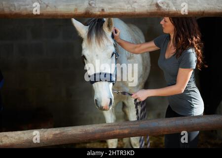 Kümmert sich um ihr Pferd. Eine junge Frau, die ihr Pferd in ihrem Stall putzt. Stockfoto