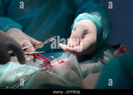 Ein Chirurg und ein Tierarzt führen in einem Tierkrankenhaus Kastration oder Sterilisation an einer Katze durch. Stockfoto